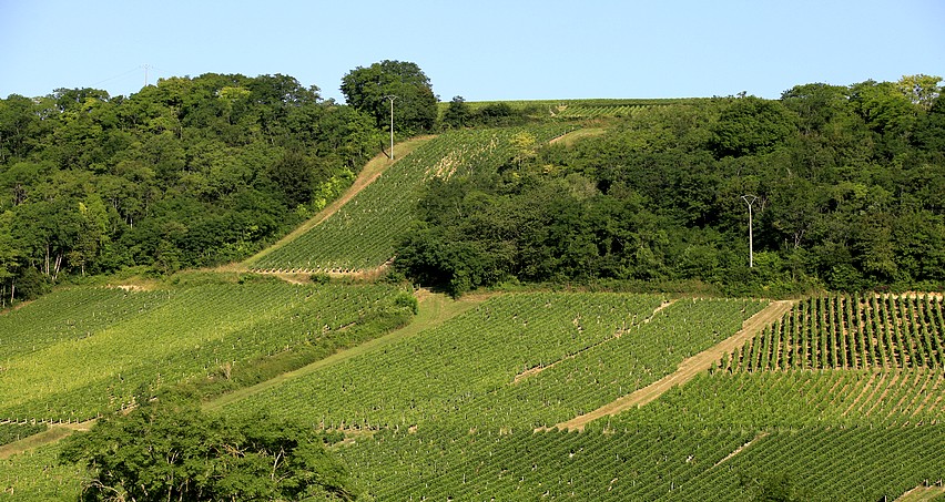 La Côte d'Amigny, un terroir comparable aux Monts Damnés mais beaucoup moins connu