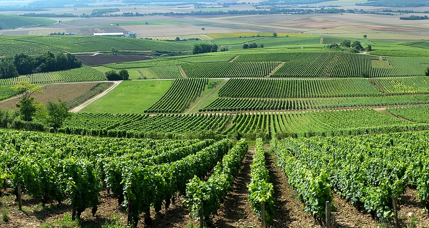 La Côte de Bué (Vignes du domaine Jean-Max Roger au premier plan)