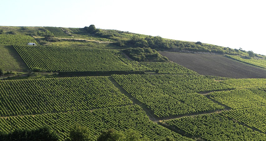 La Côte des Monts Damnés à Chavignol