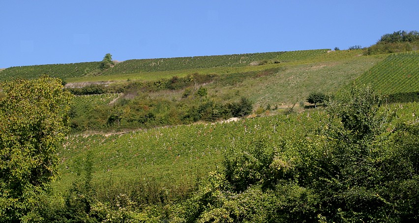 La Côte des Monts Damnés à Chavignol (Vignes de Dagueneau au second plan à gauche)