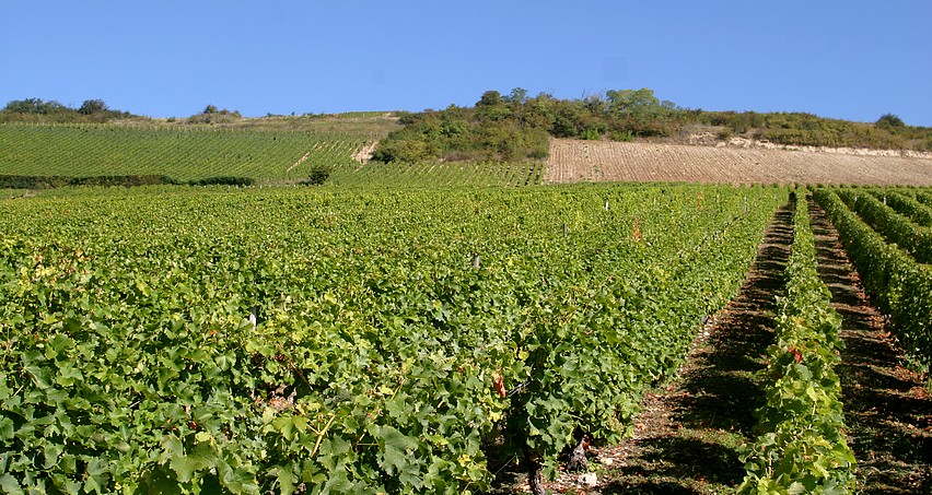 La Côte des Monts Damnés à Chavignol (Vignes de Gérard Boulay, Comtesse)