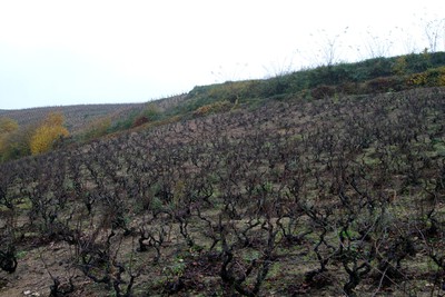 La Folie (vignes centenaires)