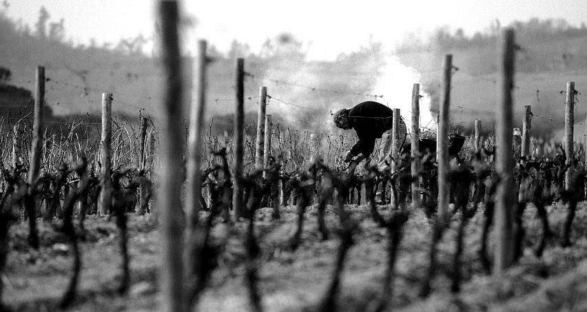 La taille de la vigne dans le Beaujolais