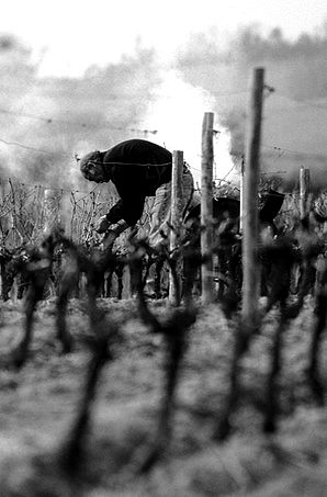 La taille de la vigne dans le Beaujolais