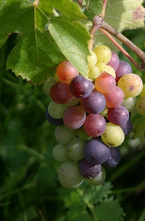 La véraison (gamay)