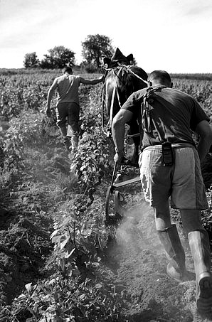 Labour des vignes au cheval