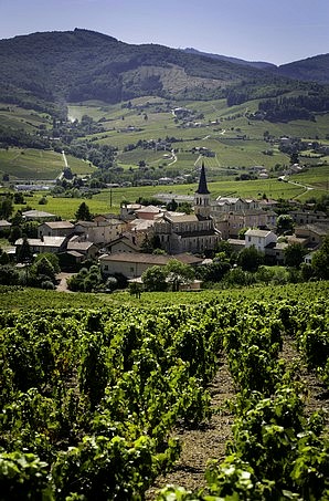 Lantignié, l'autre commune du cru Régnié