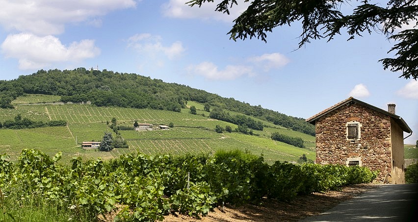 Le Château de la Terrière se dresse depuis le XIIIème siècle à Cercié face au Mont Brouilly