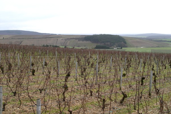 Le Chêne Marchand (terroir de la Chapelle)