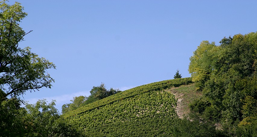 Le Cul de Beaujeu (parcelle de Gérard Boulay), juste au bout du village de Chavignol