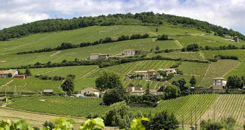 Le Mont Brouilly (Château Thivin au premier plan)