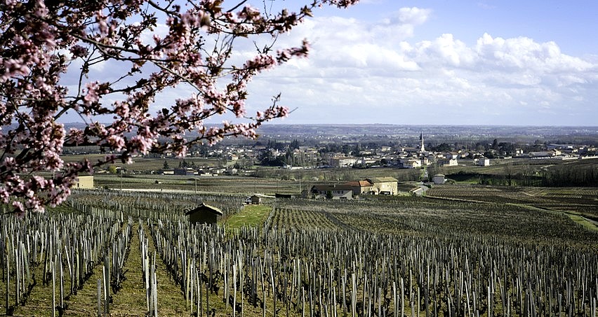 Le printemps arrive à Romanèche-Thorins