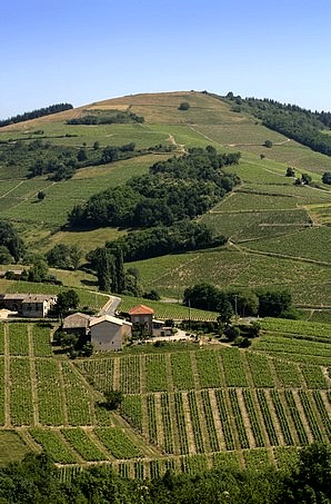 Le relief est marqué à Chiroubles