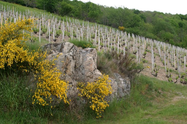 Le Rocher au printemps (2)