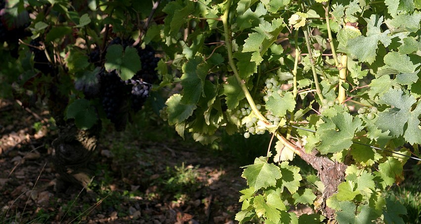 Le sauvignon fait de plus en plus d'ombre au pinot noir...