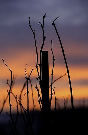 L'élégance des vignes en hiver