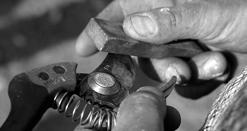 Des outils de taille de vignes dans des mains expertes