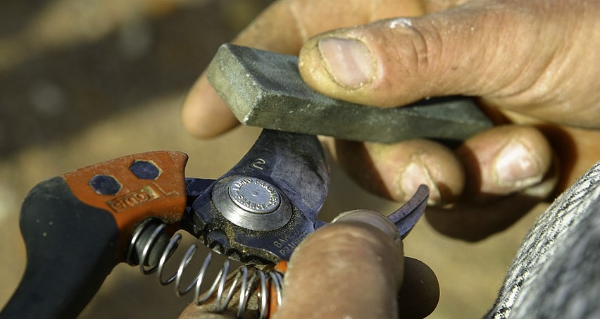 Les outils de la taille de la vigne dans des mains expertes