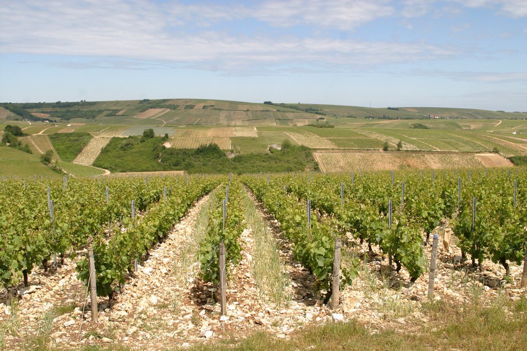 Les Vignes de Sur le Fort (Monts Damnés au 3ème plan)