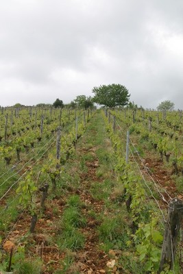 Mâcon-Villages Sur la Roche (et pris dans l'herbe !)