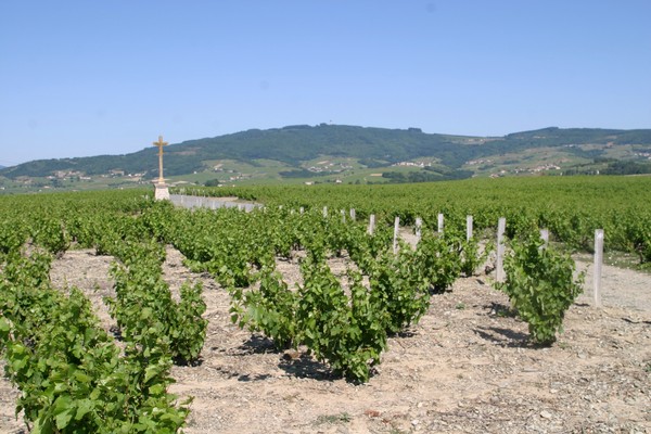 Manquants dus à l'esca (parcelle plantée en 1992)