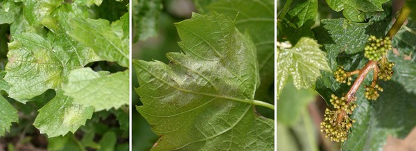 Mildiou Beaujolais Juin 2016