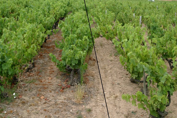 Moulin-à-Vent Climat La Bruyère (bio... pas bio)