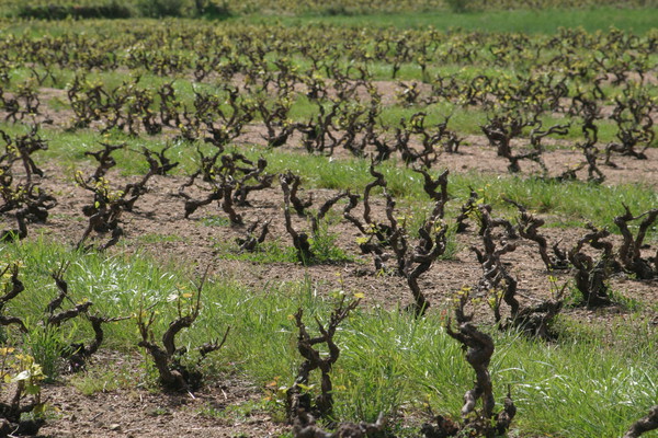 Parcelle grêlée en Juin 2016 (Fleurie Grand Pré)