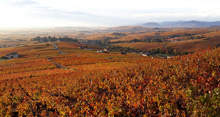 Paysage automnal beaujolais (depuis La Madone à Fleurie)