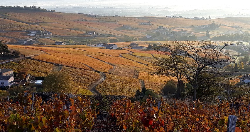 Paysage automnal beaujolais (Fleurie)