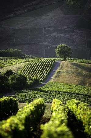 Paysage beaujolais en fin d'après-midi