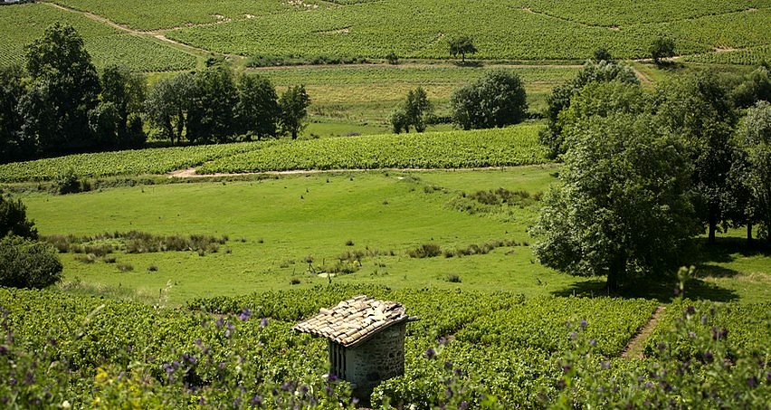 Paysage estival en Brouilly