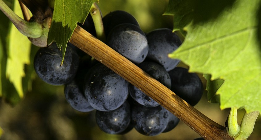 Petite grappe de gamay cachée dans les feuilles