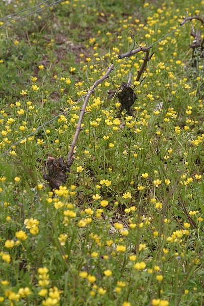 Petites fleurs envahissantes