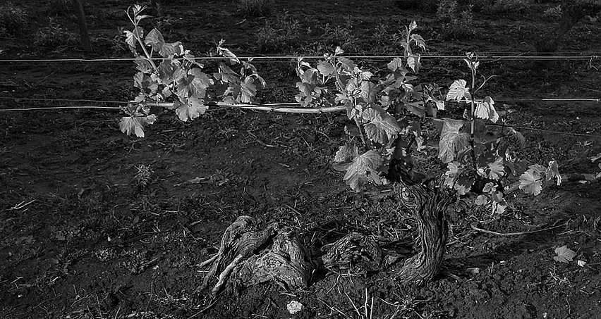 Pied de Pinot noir centenaire à Reuilly