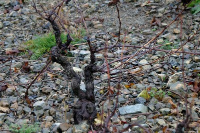 Pierre Bleue de la Côte-de-Brouilly