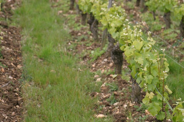 Pinots sur silex à la Mignonne