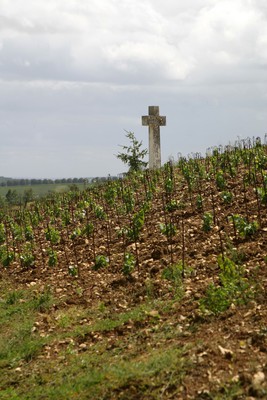 Plantation 2015 Cul de Beaujeu (Pinot Noir) 240815