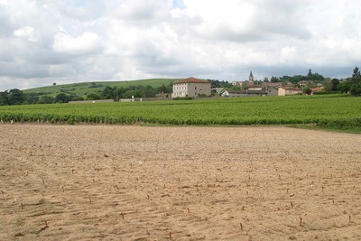 Plantation aux Chênes Juin 2018