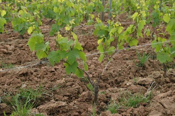 Plantation de 2011 aux Perelles