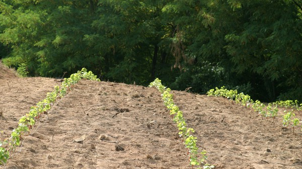 Plantation de Boisretour (100 m à l Ouest de Chassignol)