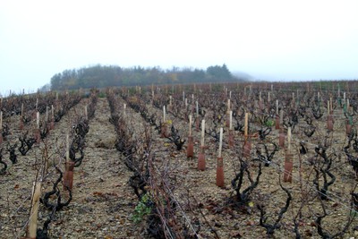 Plateau des Buidons (Brouilly)