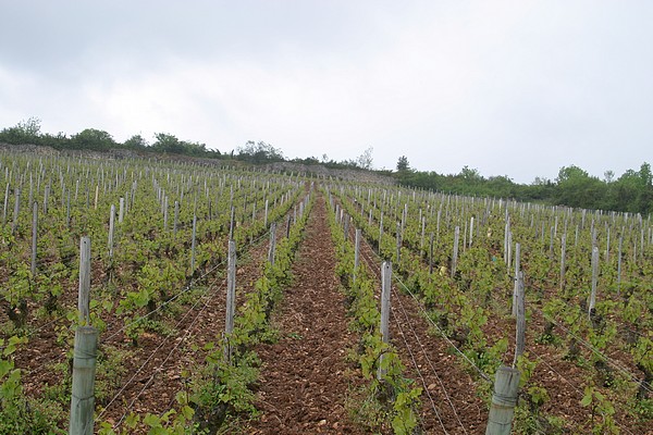 Pouilly-Fuissé Sur la Roche (de Vergisson)