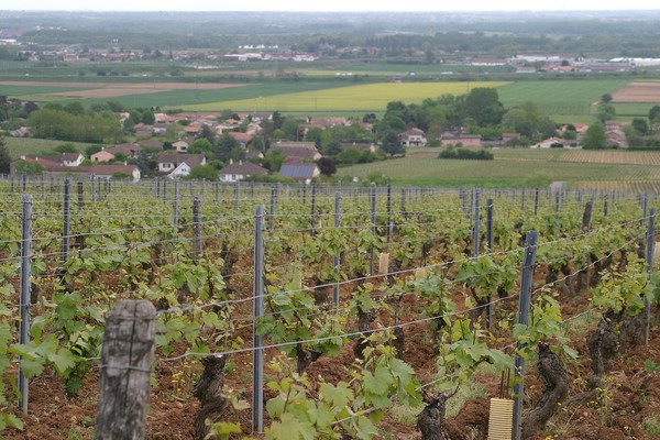 Pouilly-Vinzelles Les Longeays