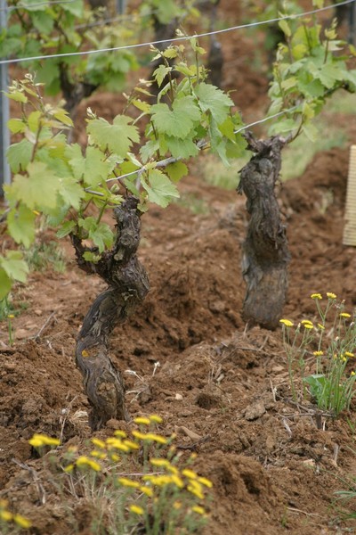 Pouilly-Vinzelles Les Longeays décavaillonné