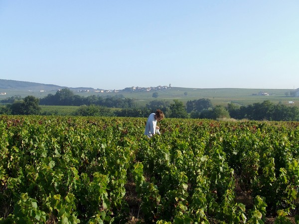 Richard dans ses vignes