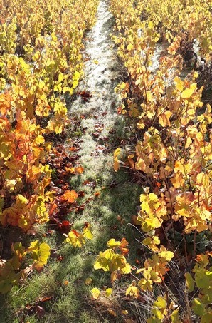 Rosée automnale dans les vignes de Fleurie