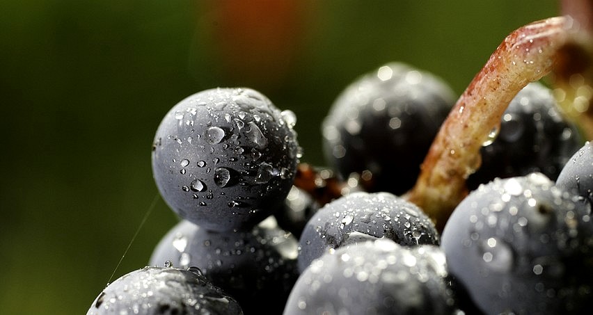 Rosée sur une grappe de gamay