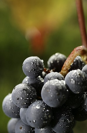 Rosée sur une grappe de gamay