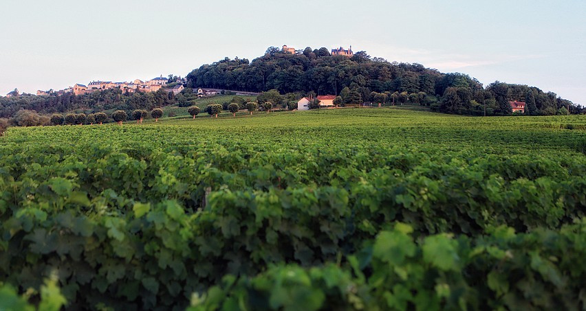 Sancerre et ses vignes